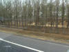 By the time the Olympics arrive there will be a solid wall of trees along most of the freeways.