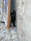 picture of a black cat hiding