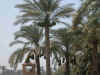 Picture of date-palms loaded with dates