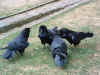 Picture of the ravens at the tower - clipped wings